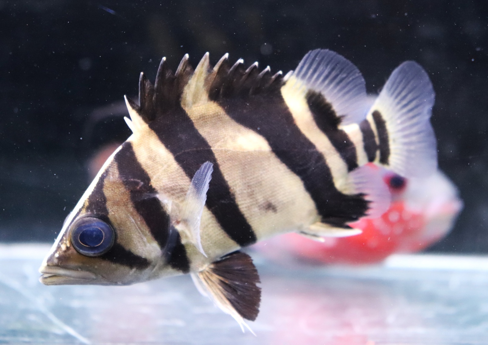 画像: ダトニオ　リアルバンド　10cmほど