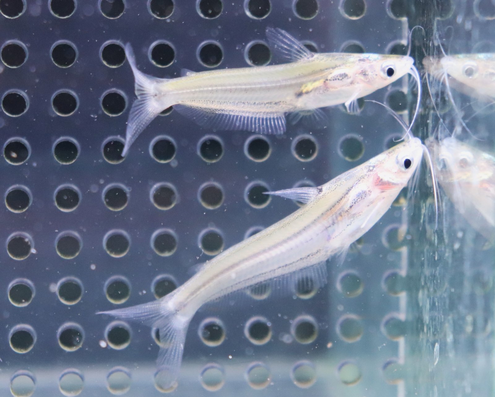 画像: インド便　プセウドエウトロピウス　ミッチェリー　5-6cm