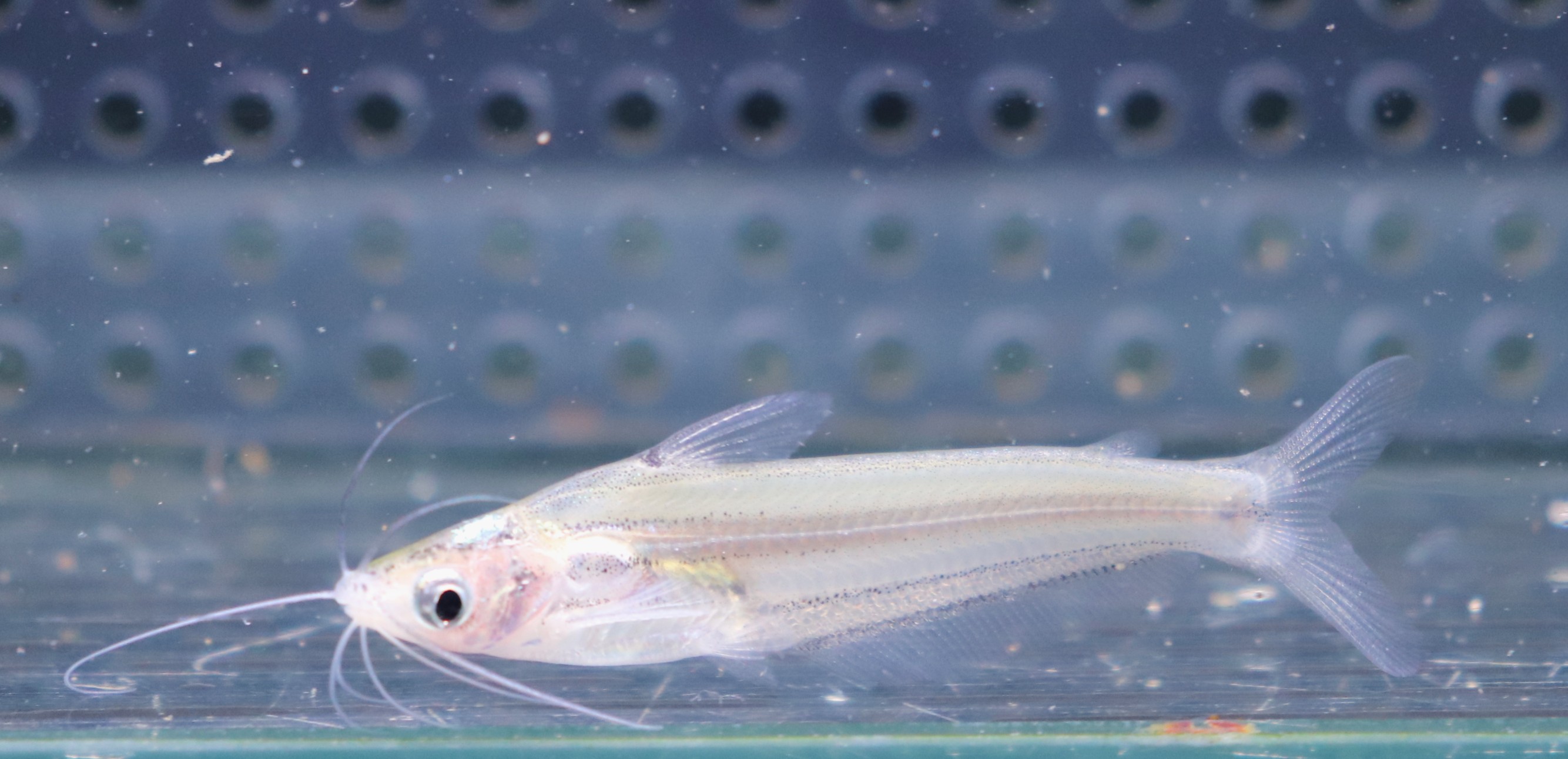 画像1: インド便　プセウドエウトロピウス　ミッチェリー　5-6cm