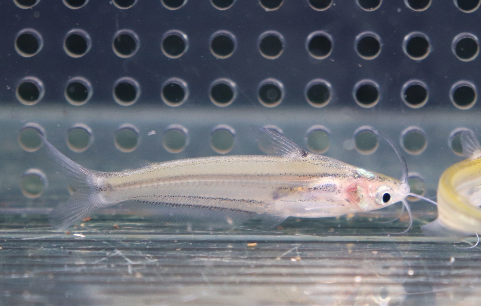 画像: インド便　プセウドエウトロピウス　ミッチェリー　5-6cm