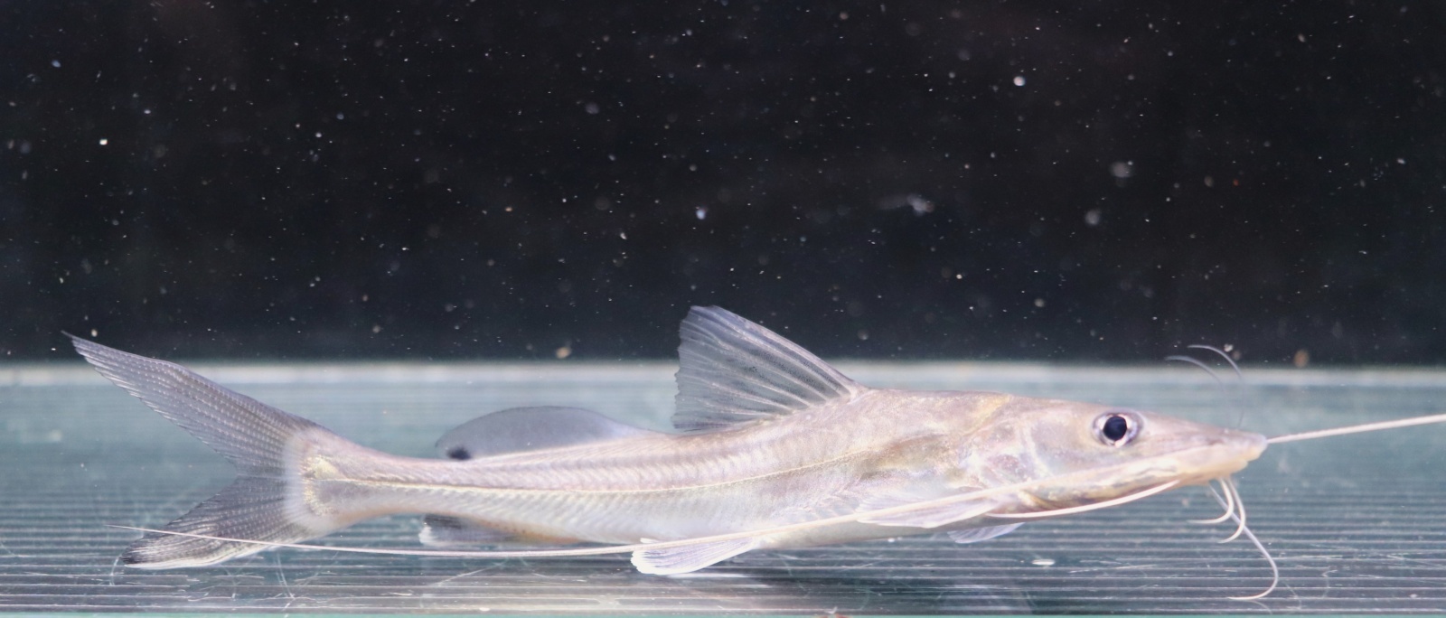 画像: インド便　インディアンシャベルノーズキャット 14-15cmほど