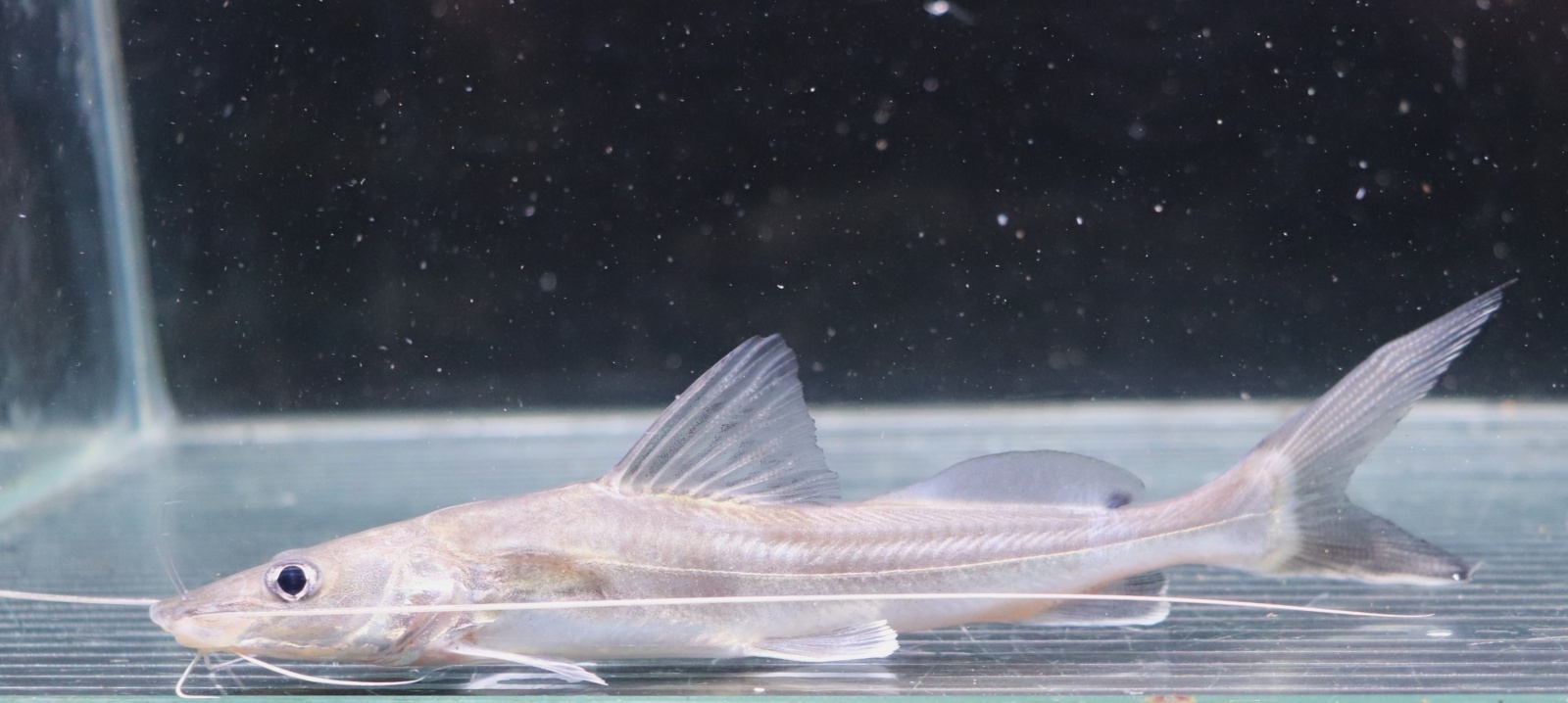 画像: インド便　インディアンシャベルノーズキャット 14-15cmほど