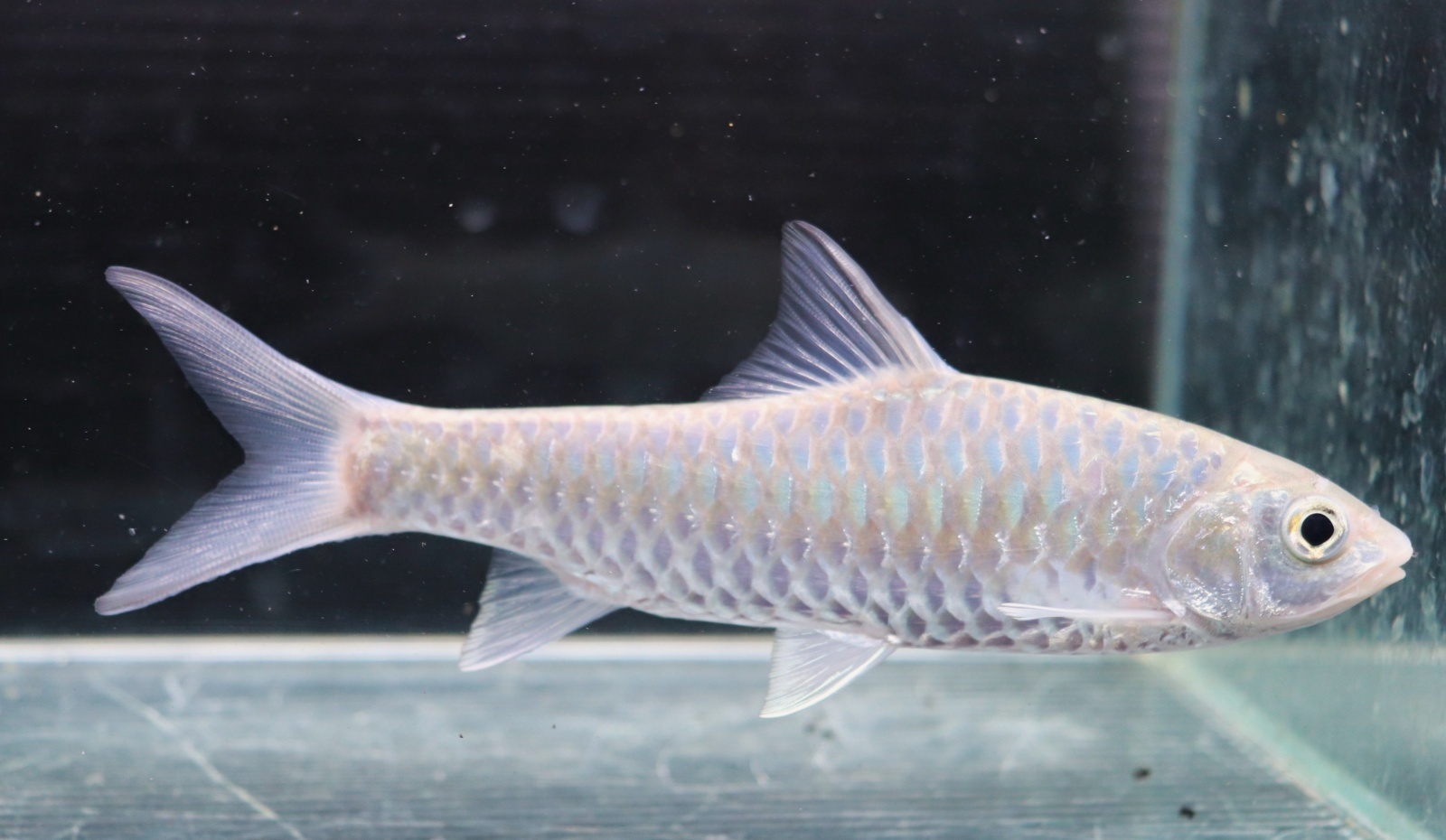 画像1: インド便　チョコレートマハシール　ティースタ川産　14-16cmほど