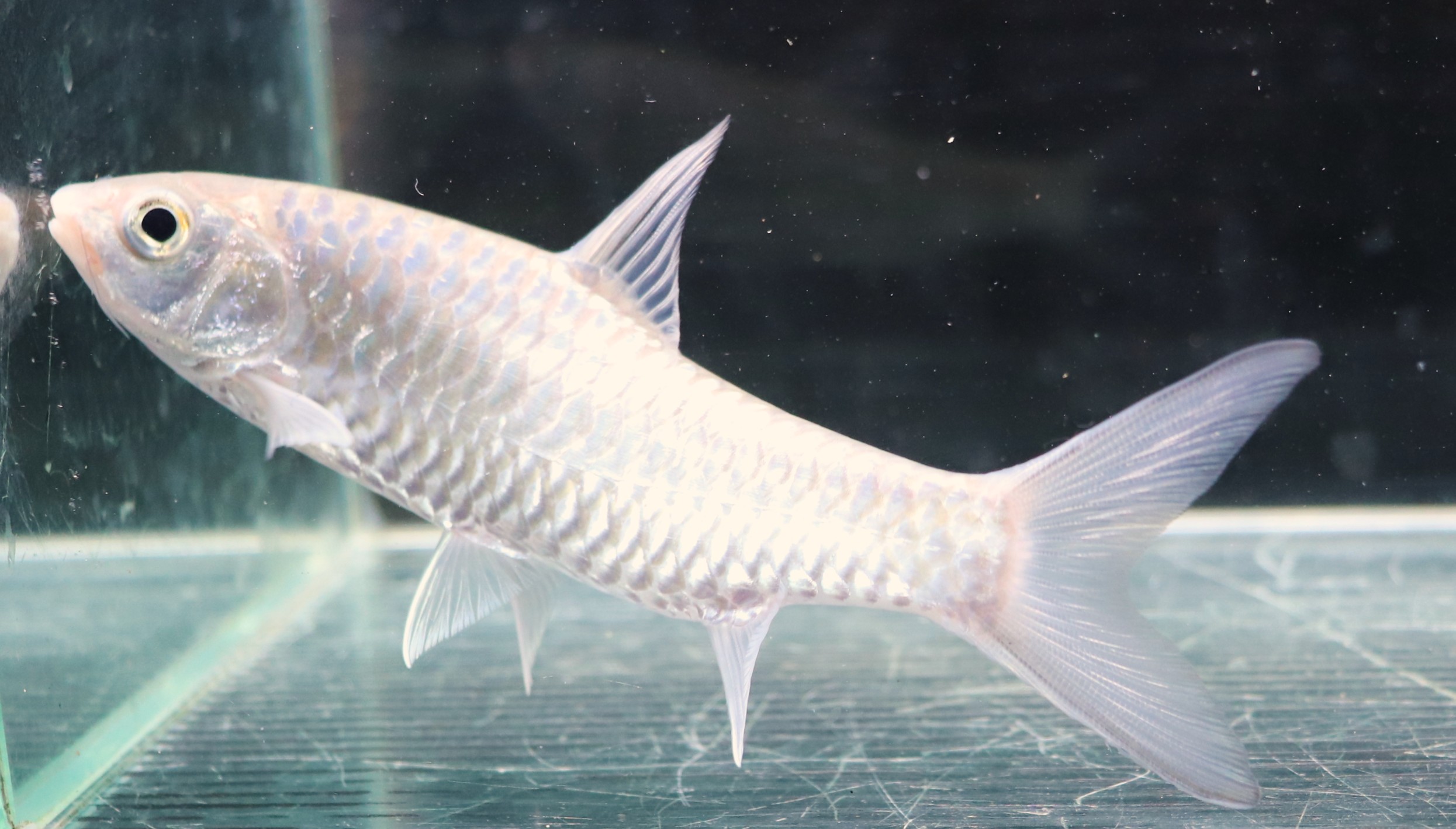 画像: インド便　チョコレートマハシール　ティースタ川産　14-16cmほど