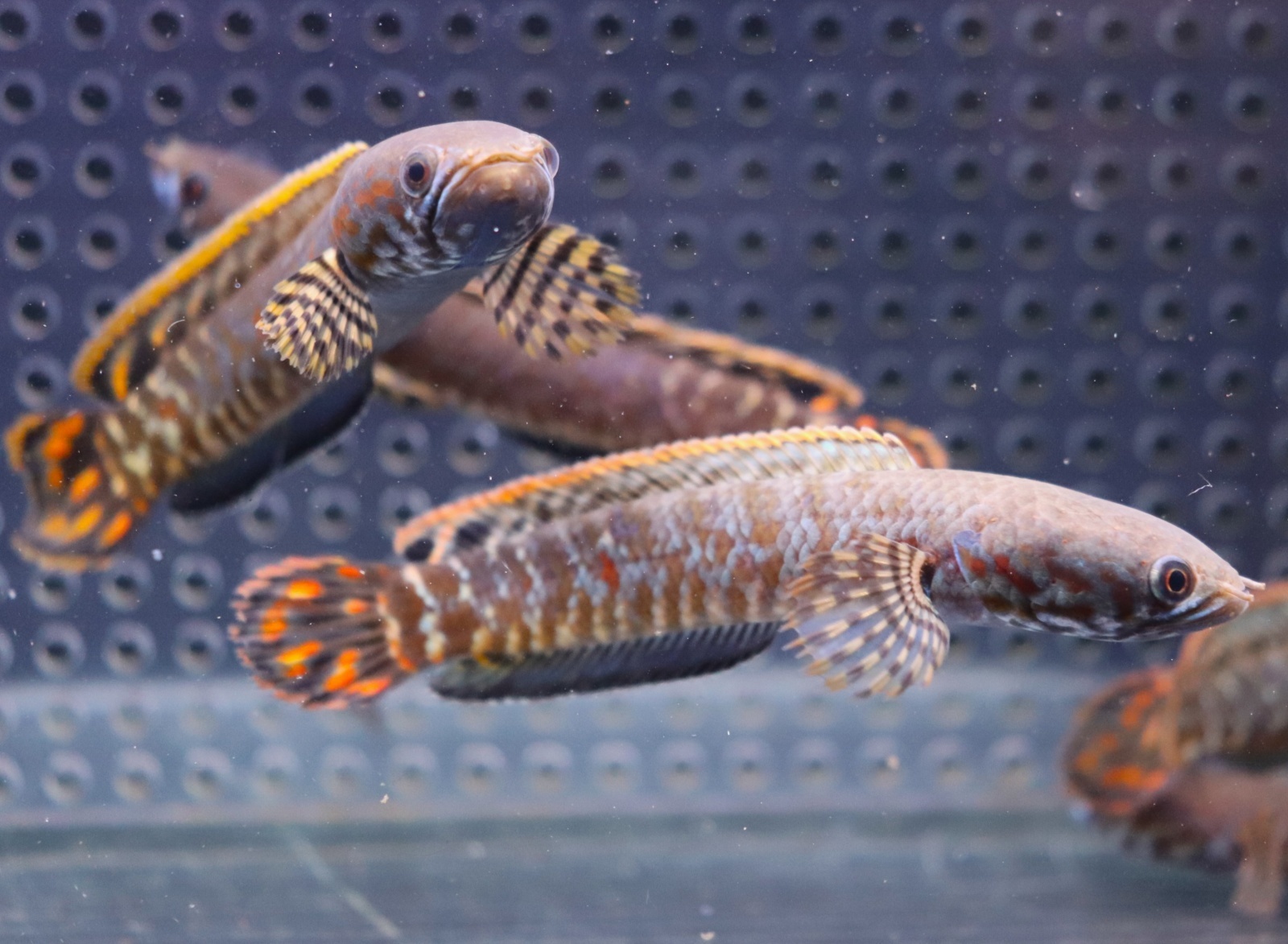 画像: インド便　レインボースネークヘッド　チャンラン産　9-10cmほど