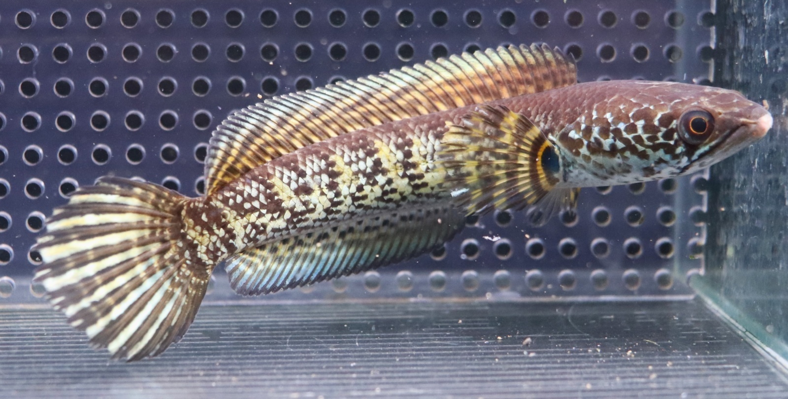 画像: インド便　バイオレットスネークヘッド　チャンラン産　16cmほど