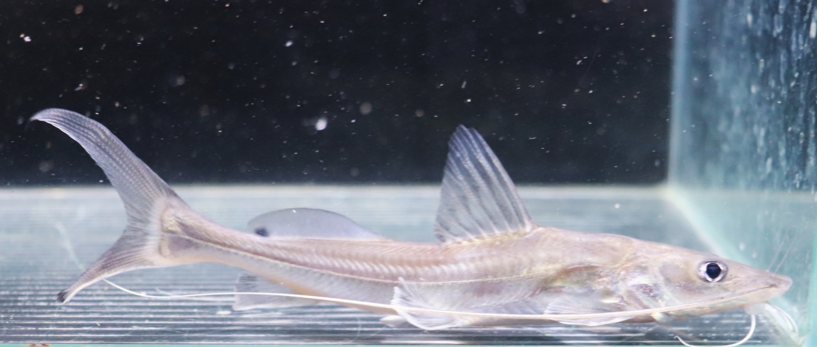 画像: インド便　インディアンシャベルノーズキャット 14-15cmほど