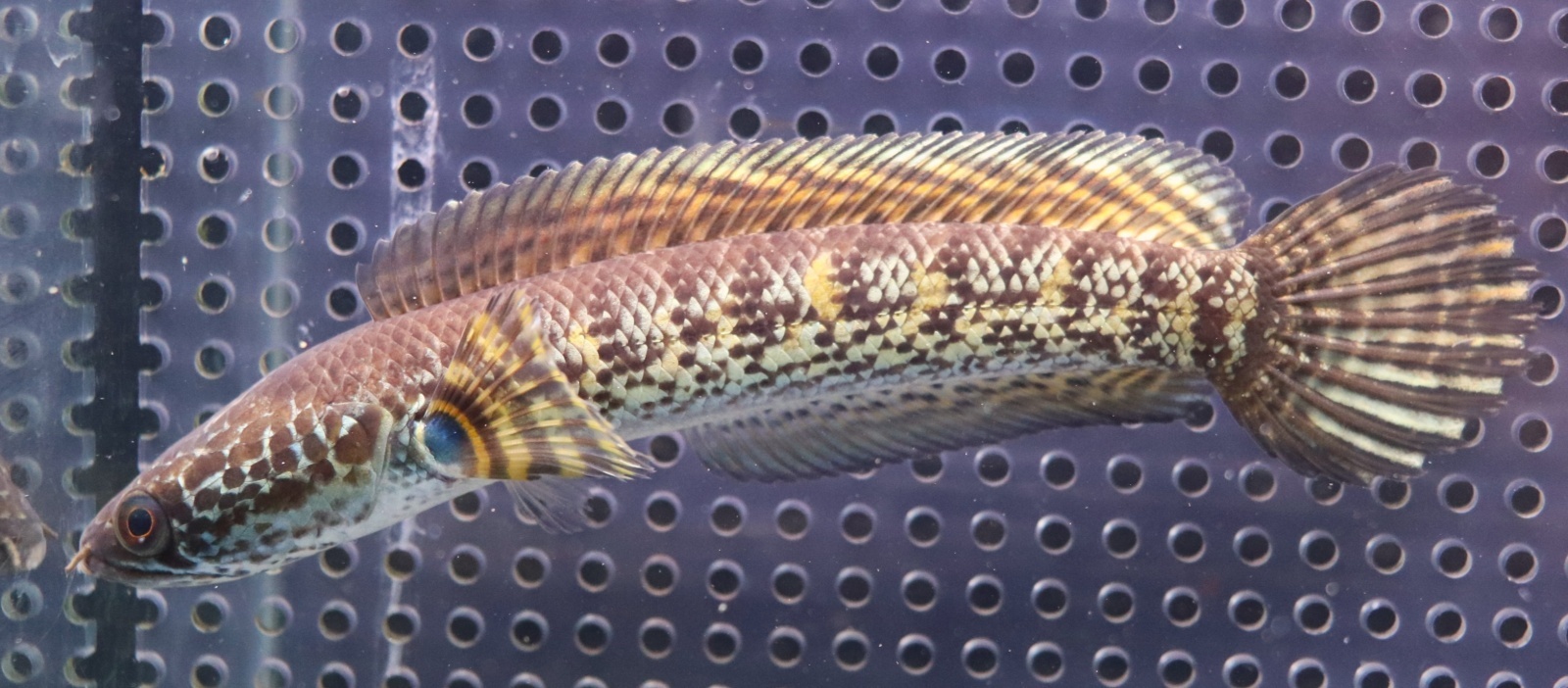 画像: インド便　バイオレットスネークヘッド　チャンラン産　16cmほど