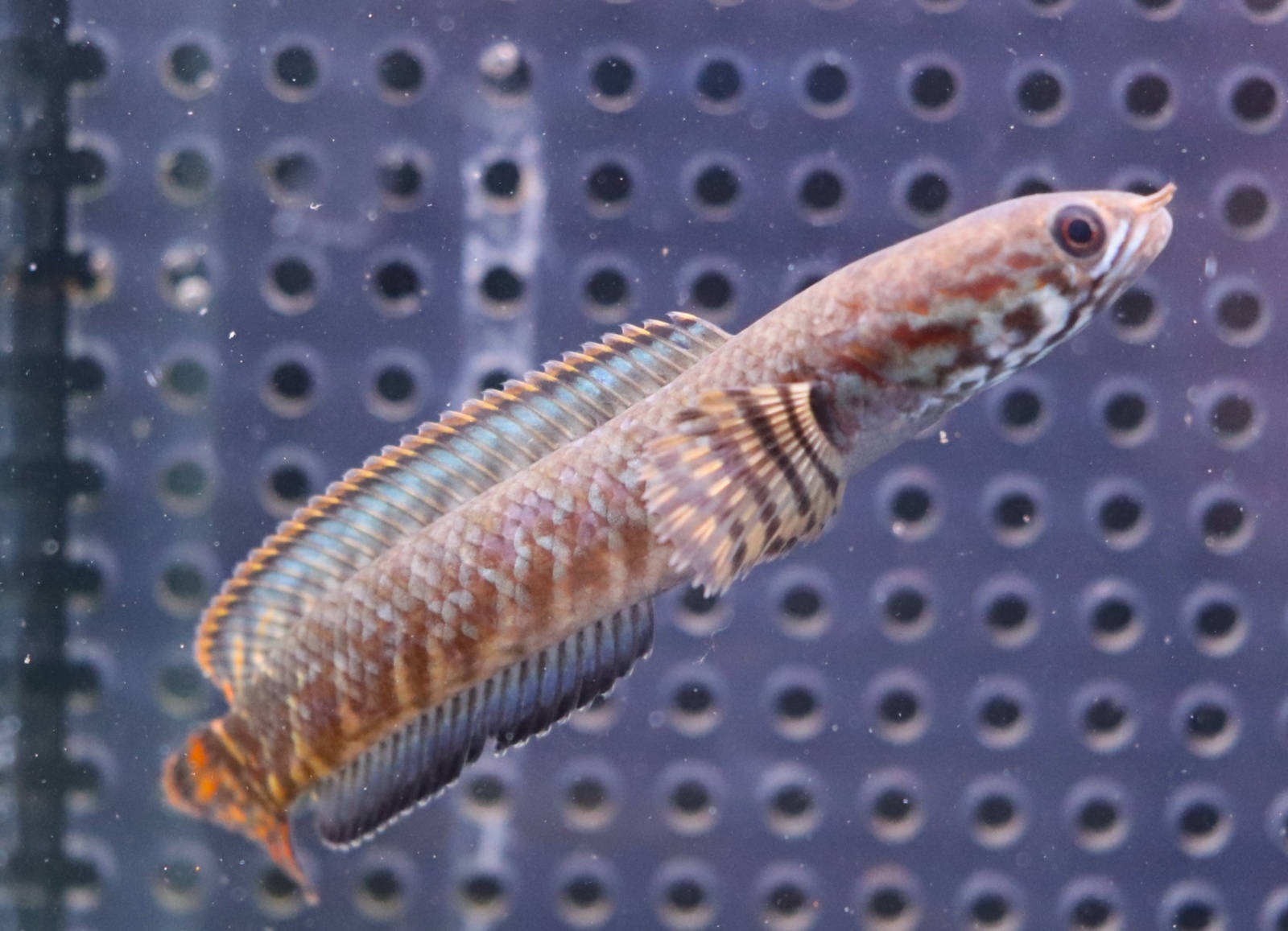 画像: インド便　レインボースネークヘッド　チャンラン産　9-10cmほど