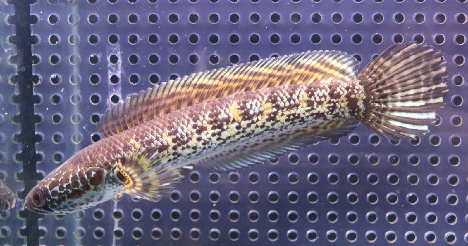 画像: インド便　バイオレットスネークヘッド　チャンラン産　16cmほど