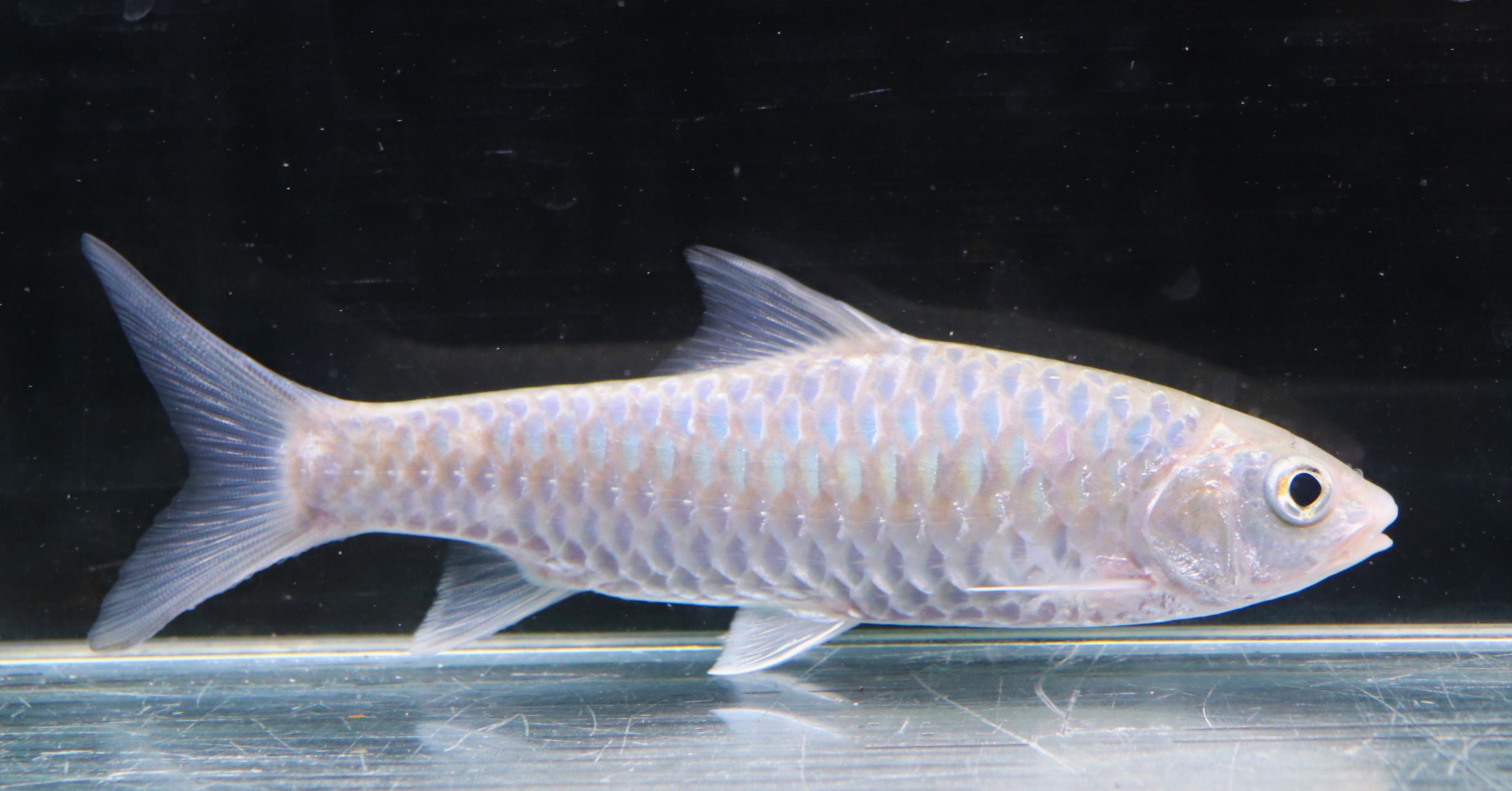 画像: インド便　チョコレートマハシール　ティースタ川産　14-16cmほど