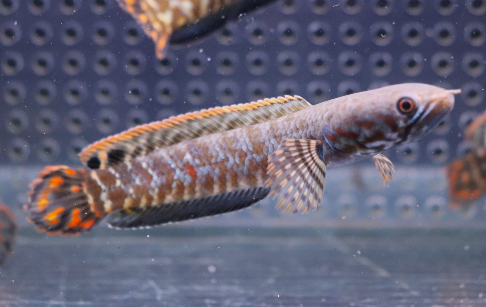 画像: インド便　レインボースネークヘッド　チャンラン産　9-10cmほど