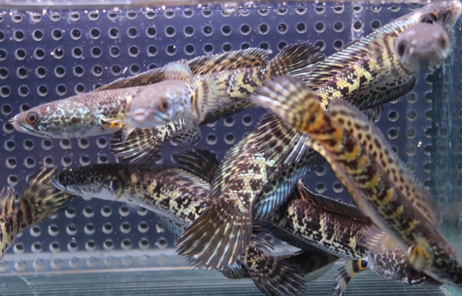 画像: インド便　バイオレットスネークヘッド　チャンラン産　11-12cmほど